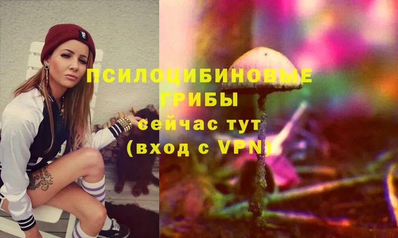 Галлюциногенные грибы Psilocybe Кызыл