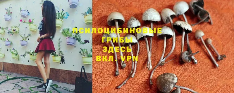 цена наркотик  darknet официальный сайт  Псилоцибиновые грибы Magic Shrooms  Кызыл 